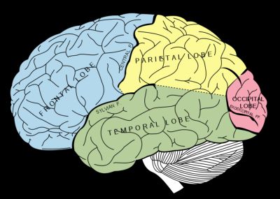 Lobes of the brain